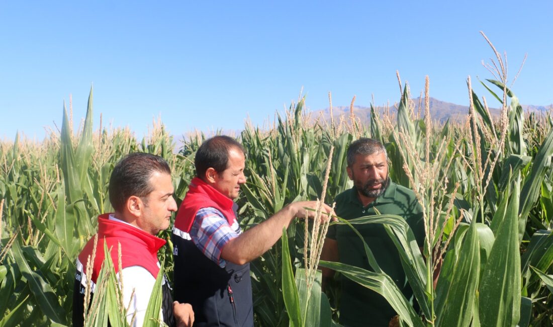 Hayvancılık sektörünün ihtiyaç duyduğu kaba yemin karşılanması amacıyla Erzincan’da, silajlık