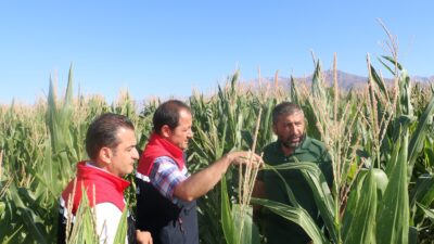 Hayvancılık sektörünün ihtiyaç duyduğu kaba yemin karşılanması amacıyla Erzincan’da, silajlık