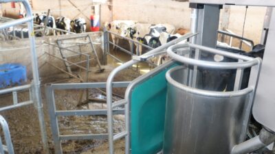 Erzincan’da bir süt hayvancılığı tesisi, süt sağım robotunu devreye soktu.