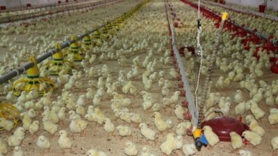 Erzincan’da broiler üreticileri tek çatı altında toplanarak rekabet güçlerini artıracaklar.