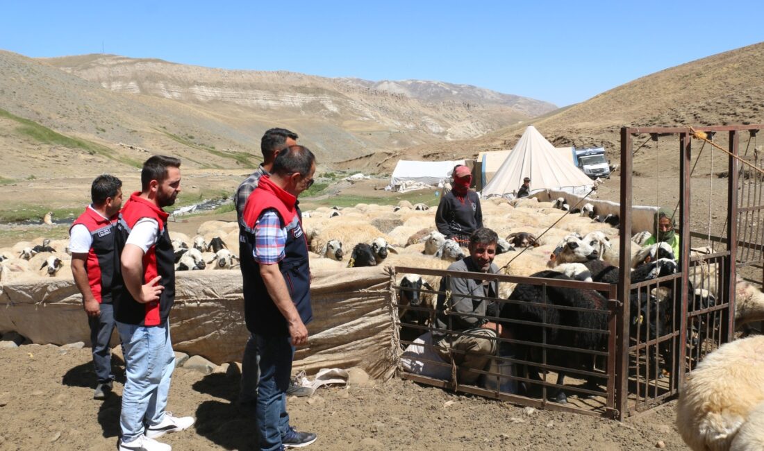Erzincan’ın 3000 metre yüksekliğe kadar çıkan yayla ve meralarında hummalı