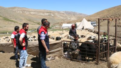 Erzincan’ın 3000 metre yüksekliğe kadar çıkan yayla ve meralarında hummalı