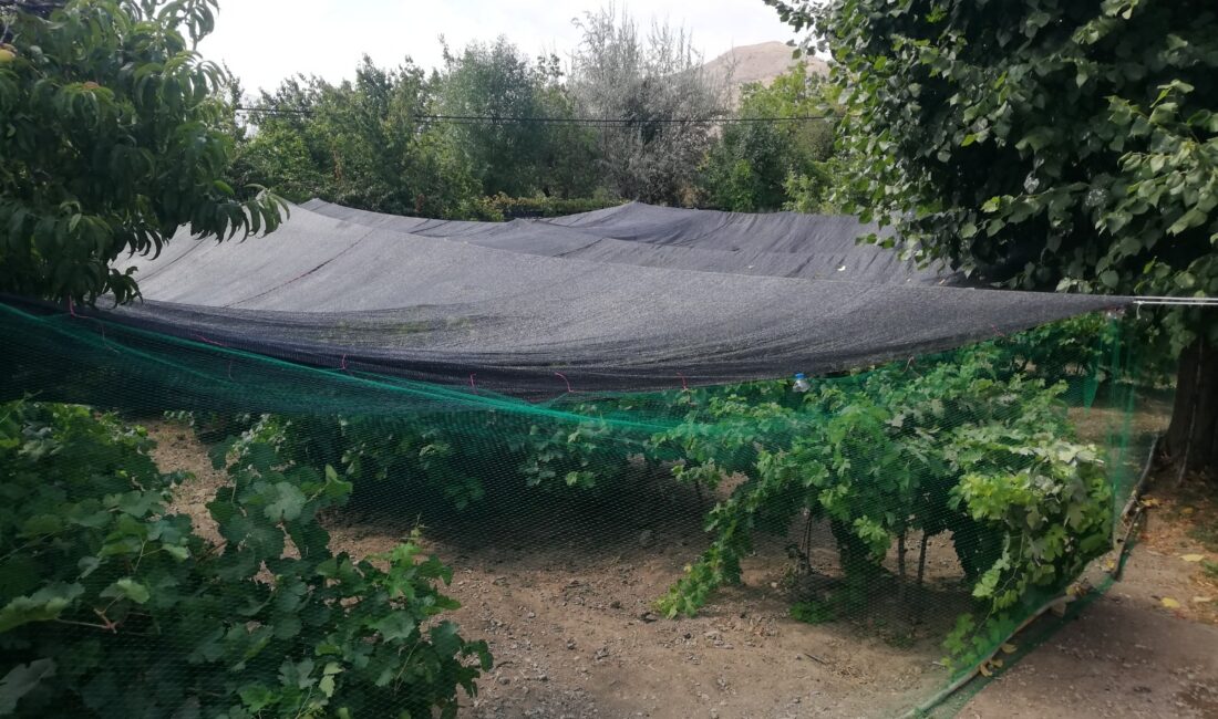 Cimin Üzümünde hasat sürerken, üreticiler ürünlerini korumaya çalışıyor. 