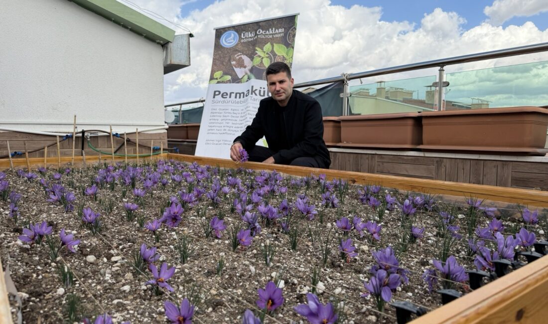 Ülkü Ocakları Genel Merkezi’nin Terasında Safran Bereketi Ülkü Ocakları Genel Merkez binasının çatısında renkli görüntüler oluştu. Ülkü