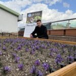 Ülkü Ocakları Genel Merkezi’nin Terasında Safran Bereketi