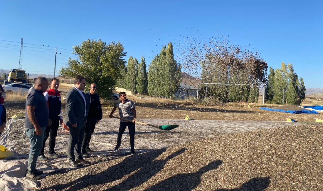 Erzincan’ın Çayırlı ilçesinde 18.000 dekar alanda üretimi yapılan çerezlik ayçiçeğinde