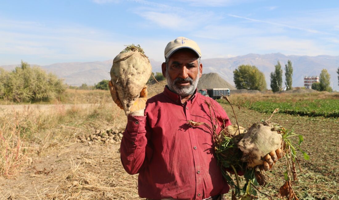 Kış mevsiminin yaklaşmasıyla birlikte Erzincan ve ilçelerinde şekerpancarı hasadı tüm
