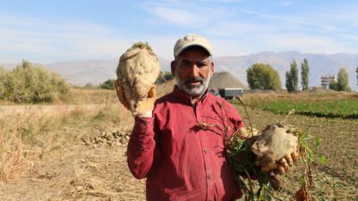 Kış mevsiminin yaklaşmasıyla birlikte Erzincan ve ilçelerinde şekerpancarı hasadı tüm