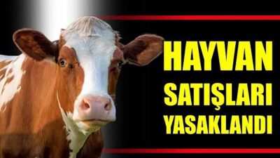 Refahiye’de Şap Hastalığı Nedeniyle Hayvan Alım Satışı Yasaklandı