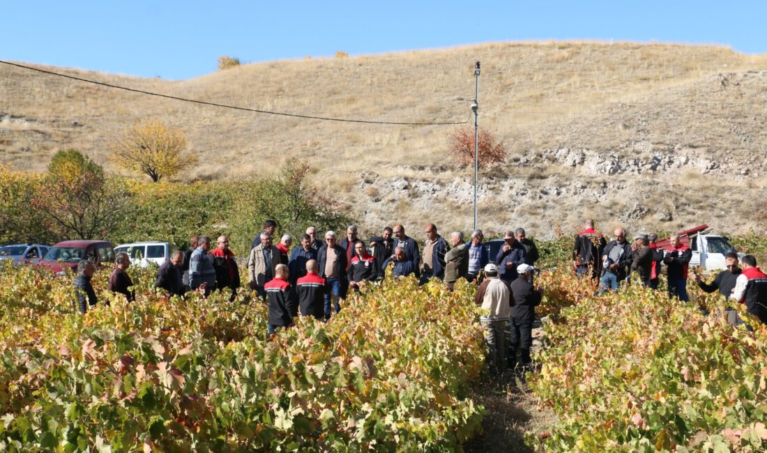 Üzüm Bağlarında Sonbahar Eğitimleri Başladı Erzincan’ın Üzümlü ilçesine bağlı Pişkidağ köyünde üzüm bağlarında sonbahar döneminde