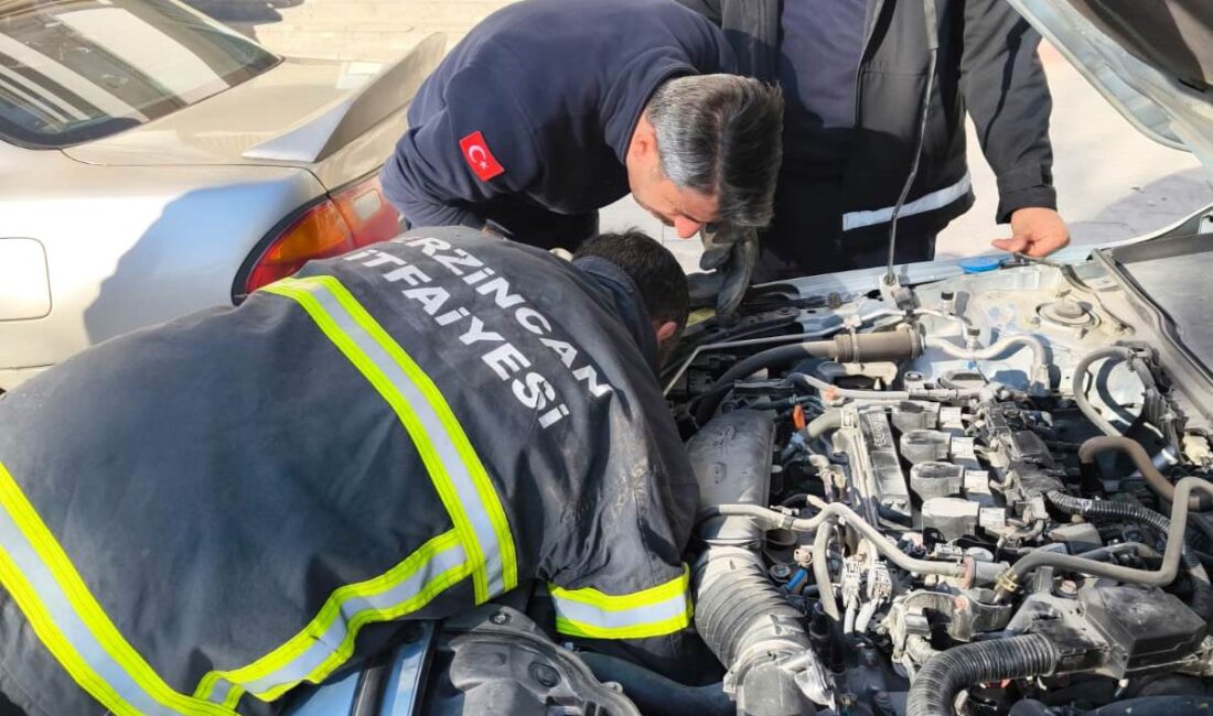 Sağlık durumu iyi olan yavru kedi güvenli bir şekilde araçtan