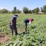 ÇKS Başvuruları 31 Aralık’ta Sona Eriyor