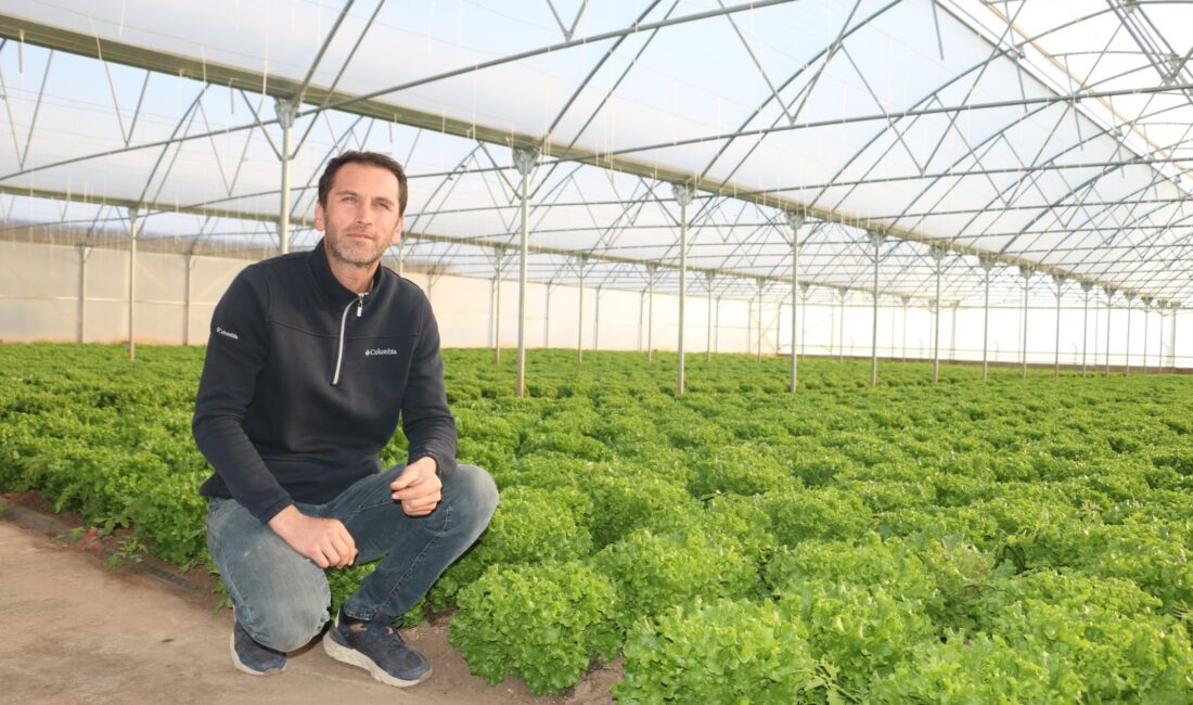 Erzincan Üretiyor ve Bölgeye Satıyor Erzincan kış sebzeleri yetiştiriciliğinde atağa kalktı