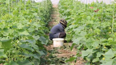 DAP destekli projeyle Erzincan genelinde 15 kadın çiftçiye anahtar teslim