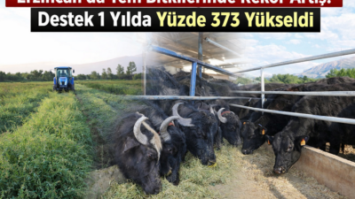 Erzincan’da hayvancılığın temelini oluşturan yem bitkileri üretiminde 2025 yılı adeta