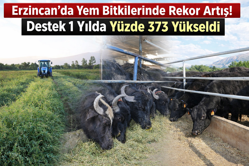 Erzincan’da hayvancılığın temelini oluşturan yem bitkileri üretiminde 2025 yılı adeta