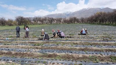 Erzincan’da TAKE Projesi kapsamında çiftçilere kapya biber ve domates fidesinde