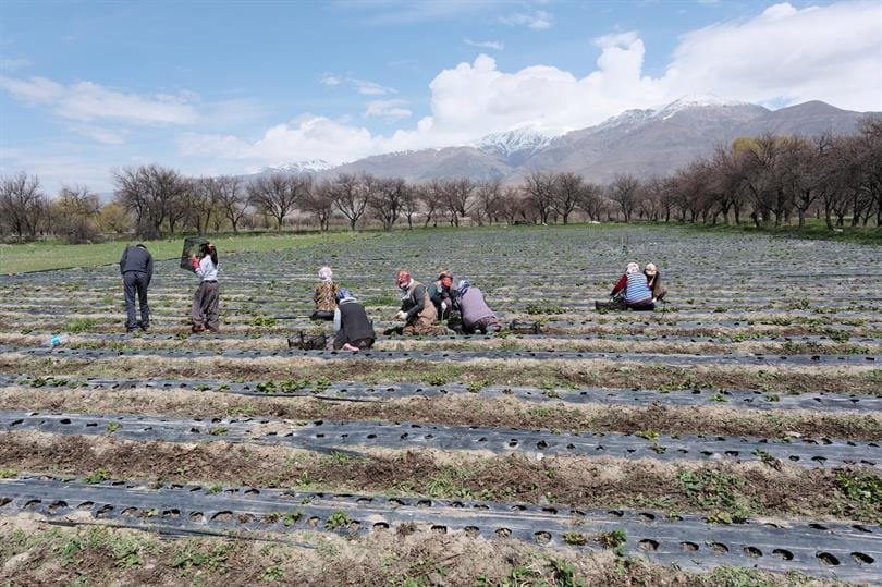 Erzincan’da TAKE Projesi kapsamında çiftçilere kapya biber ve domates fidesinde