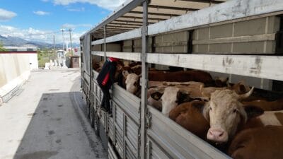 Kurban Bayramı öncesi Doğu Anadolu’dan batı illerine yapılan kurbanlık hayvan
