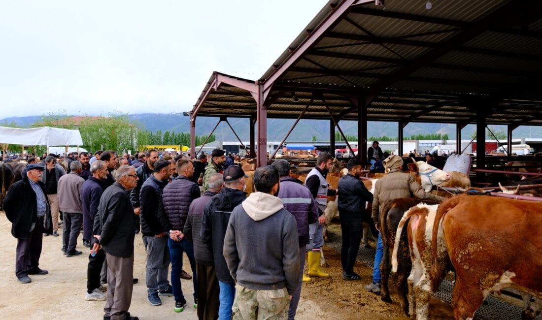 Kurban Bayramı öncesinde Erzincan Hayvan Pazarı en hareketli günlerini yaşarken,