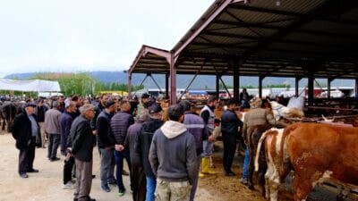 Kurban Bayramı öncesinde Erzincan Hayvan Pazarı en hareketli günlerini yaşarken,