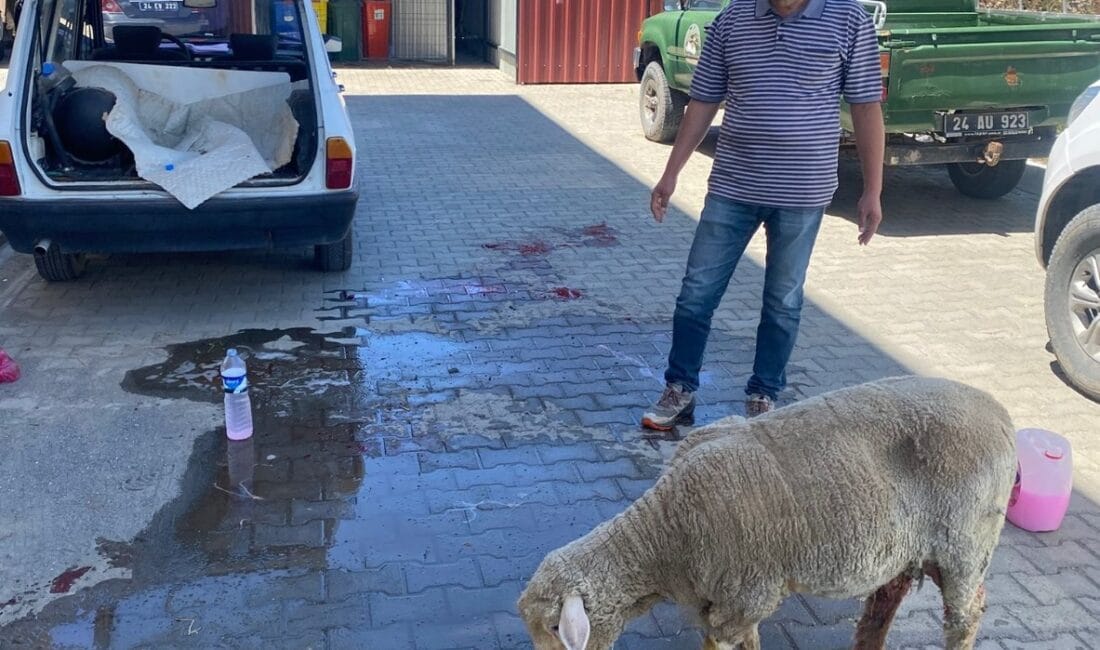 Erzincan'da küçükbaş hayvan yetiştiriciliği yapan bir üreticinin yaşadığı zorlu doğum