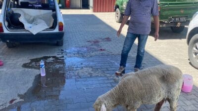 Erzincan'da küçükbaş hayvan yetiştiriciliği yapan bir üreticinin yaşadığı zorlu doğum