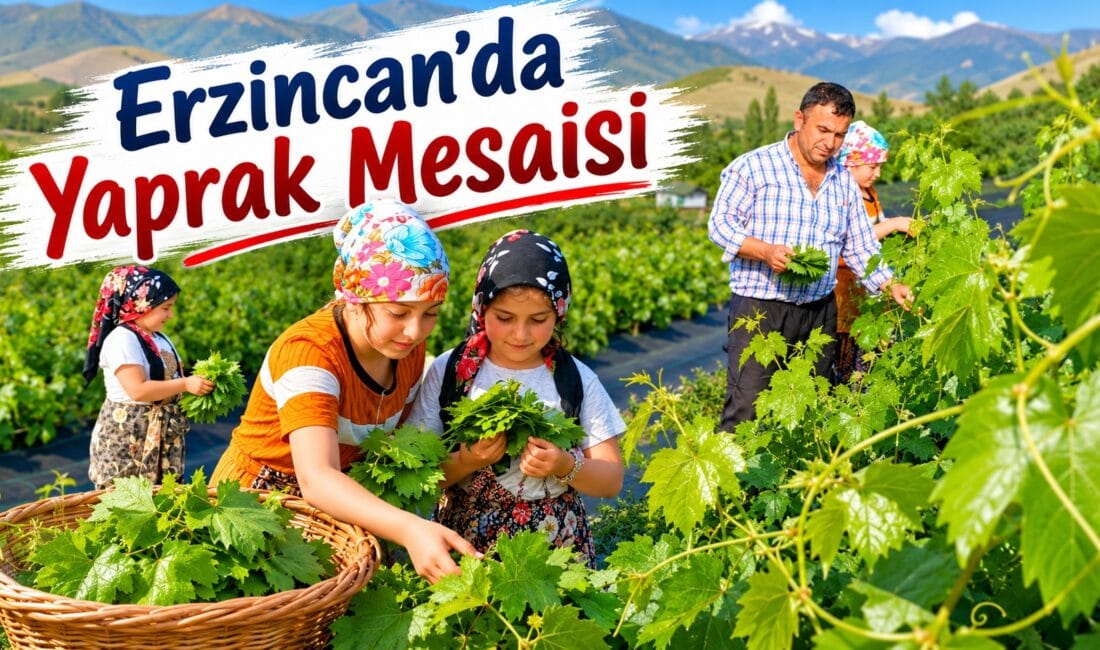 Erzincan’da yaz mevsiminin gelmesiyle birlikte bağlarda hareketlilik başladı. Sabahın erken