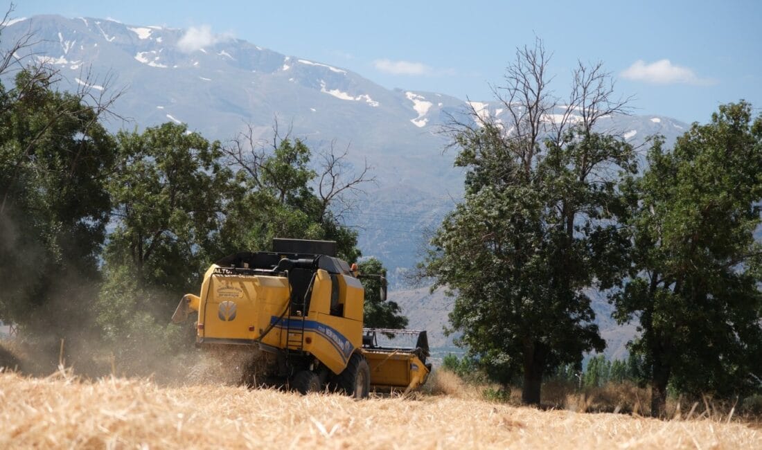 Erzincan Belediyesi 1.095 Dönümlük Arazide Hasada Başladı Erzincan Belediyesi tarafından tarımsal üretimi desteklemek amacıyla ekimi gerçekleştirilen 1.095