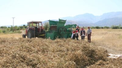 Erzincan’ın önemli tarımsal ürünlerinden kuru fasulyede hasat sezonu başladı. Merkez