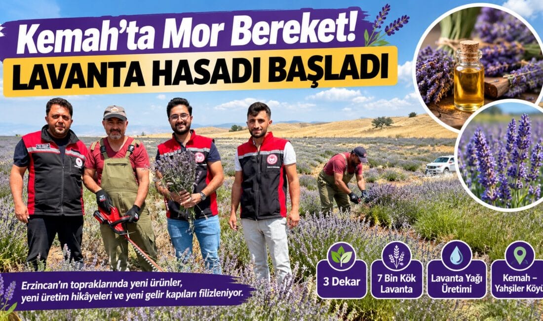 Erzincan’ın Kemah ilçesine bağlı Yahşiler Köyü’nde lavanta hasadı başladı. 3