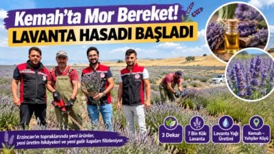 Erzincan’ın Kemah ilçesine bağlı Yahşiler Köyü’nde lavanta hasadı başladı. 3