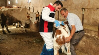 Büyükbaş ve küçükbaş hayvanların kenelere karşı korunması amacıyla başlatılan 2026