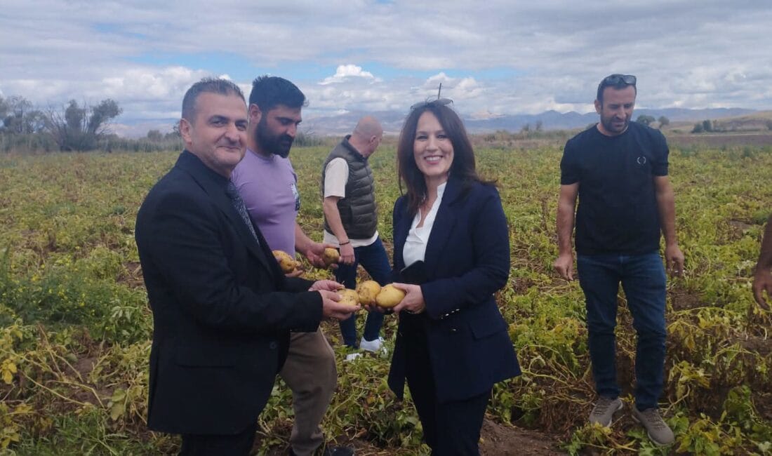 Erzincan’ın Tercan ilçesine bağlı belde ve köylerde kışlık patates hasadı