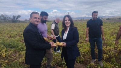 Erzincan’ın Tercan ilçesine bağlı belde ve köylerde kışlık patates hasadı