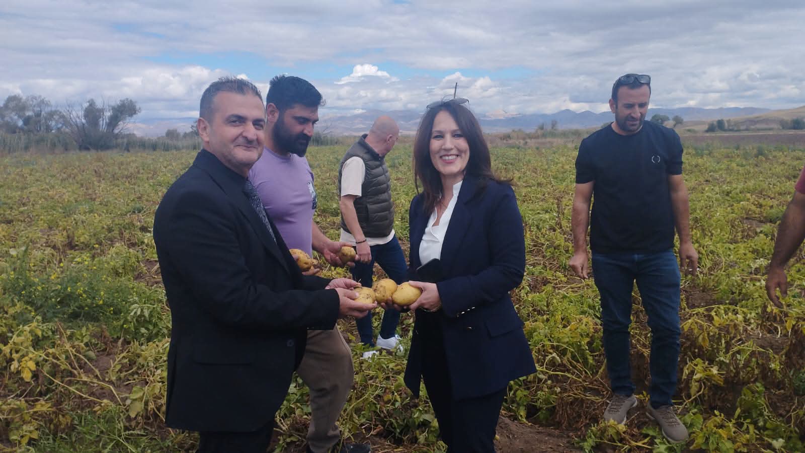 Erzincan’ın Tercan ilçesine bağlı belde ve köylerde kışlık patates hasadı